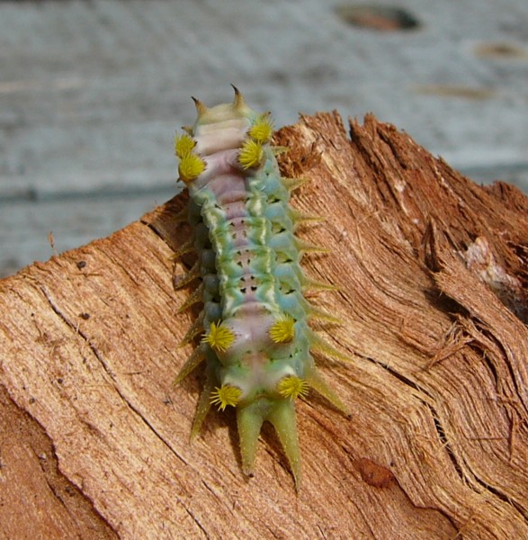 caterpillar 1.jpeg