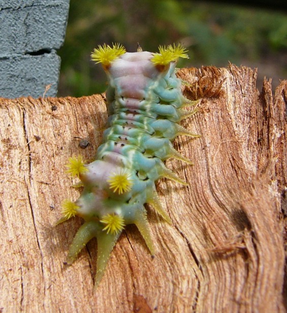 caterpillar 3.jpeg
