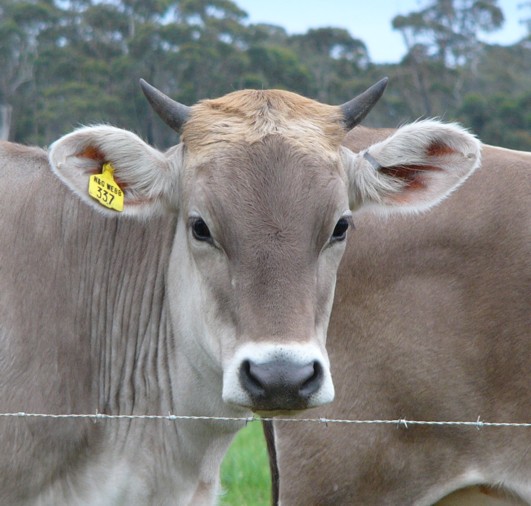 cow 3.jpeg
