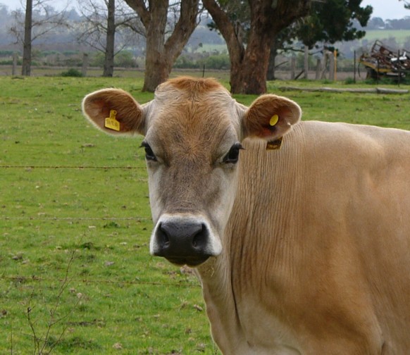 cow 4.jpg