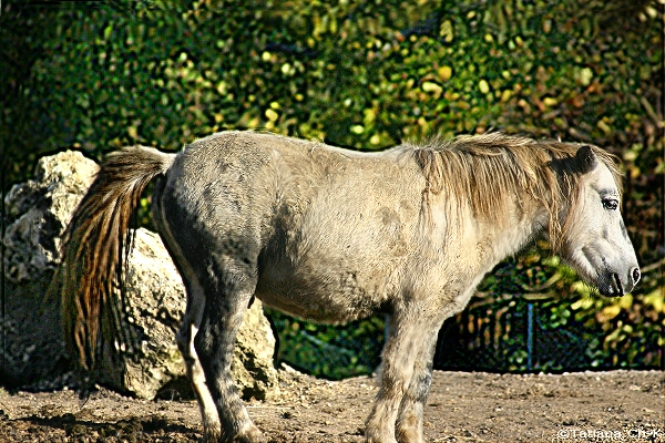 IMG 0196.JPG