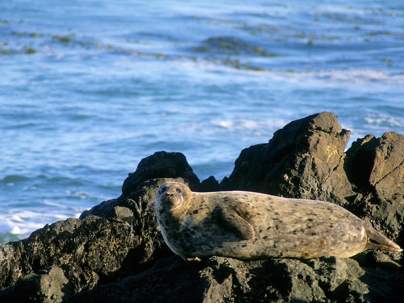 Basking in the Sunshine Harbor Seal.jpg