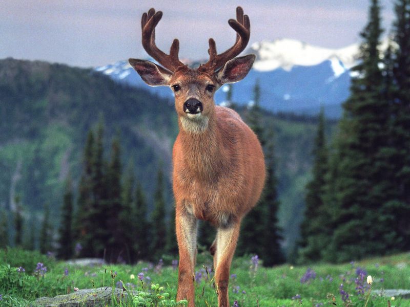 Blacktail Deer.jpg