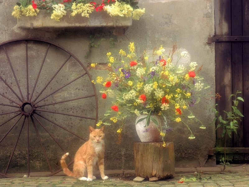 Country Kitty.jpg