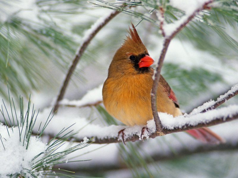 Female Northern Cardinal on a Snowy Pine.jpg