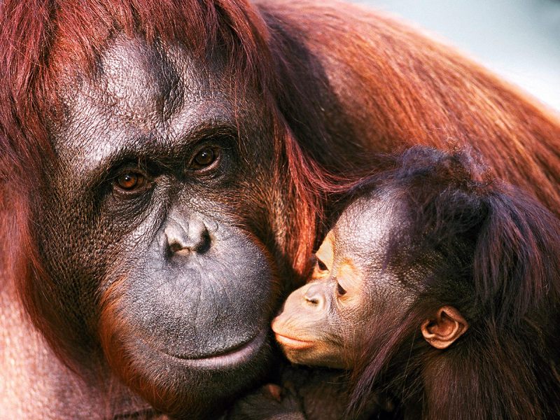 Female Sumatran Orangutan and Baby.jpg