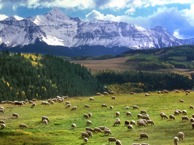 Grazing Sheep Last Dollar Road Colorado.jpg