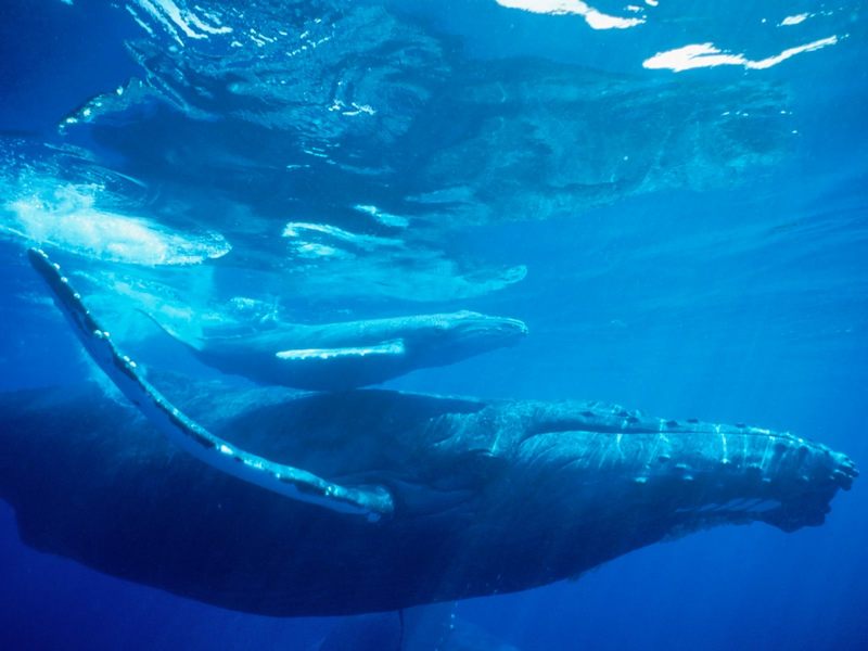 Humpback Whale Hawaii.jpg