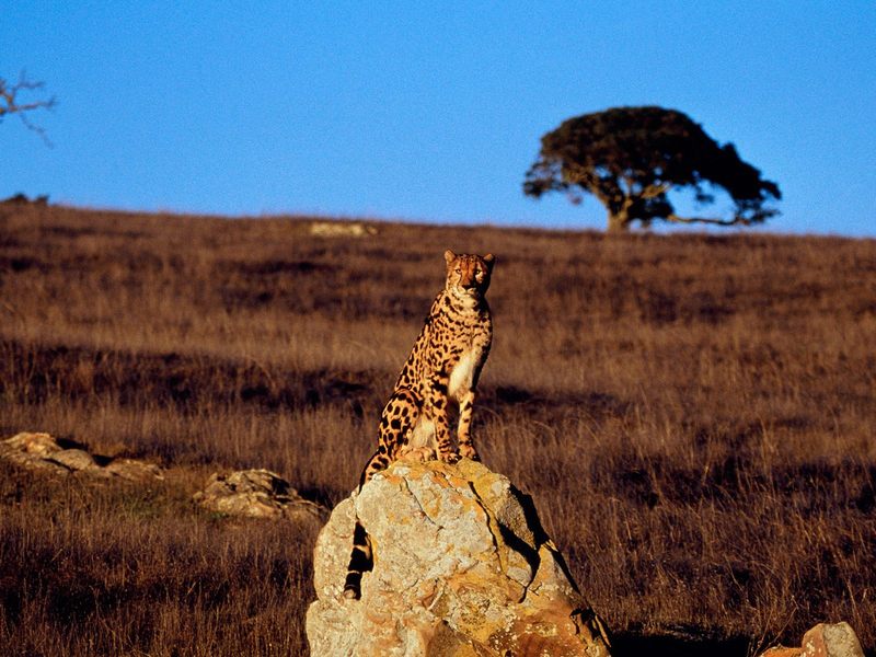 King Cheetah.jpg
