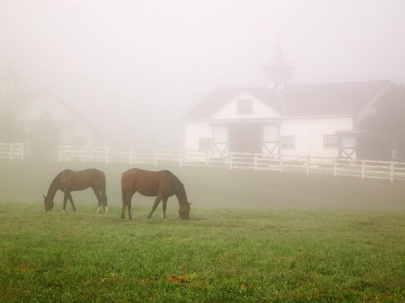 Manchester Horse Farm Lexington Kentucky.jpg