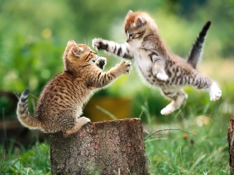 Playtime for Kittens.jpg