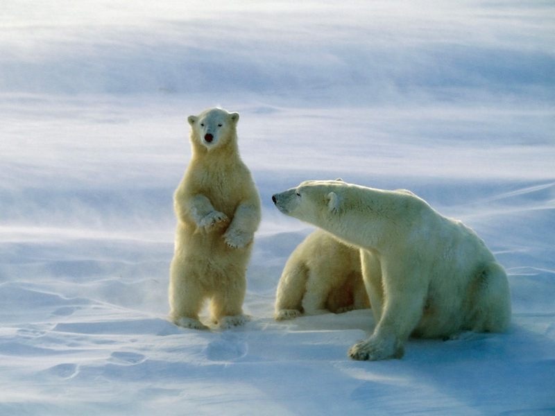 Polar Bears Churchill Canada.jpg