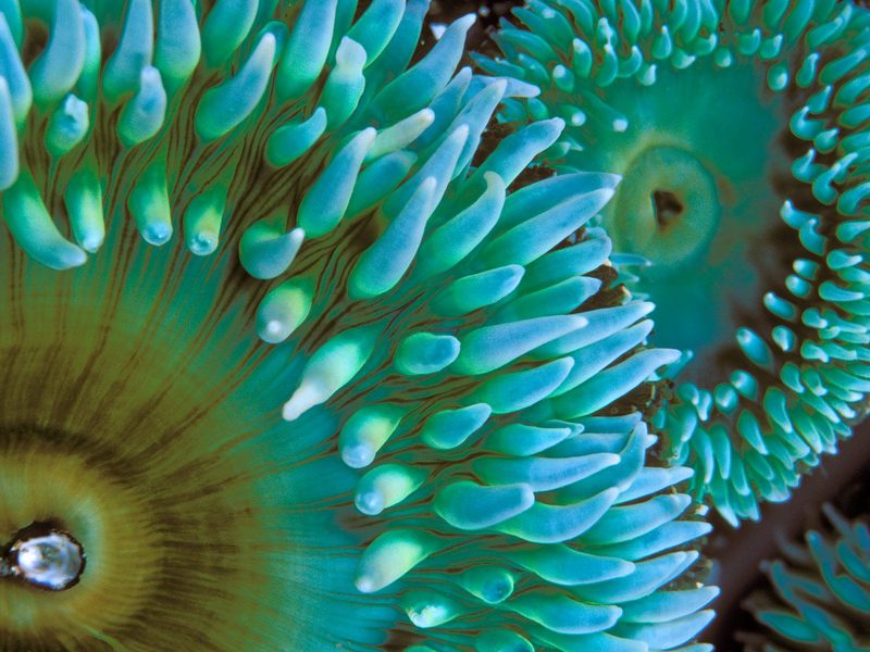 Sea Anemone.jpg