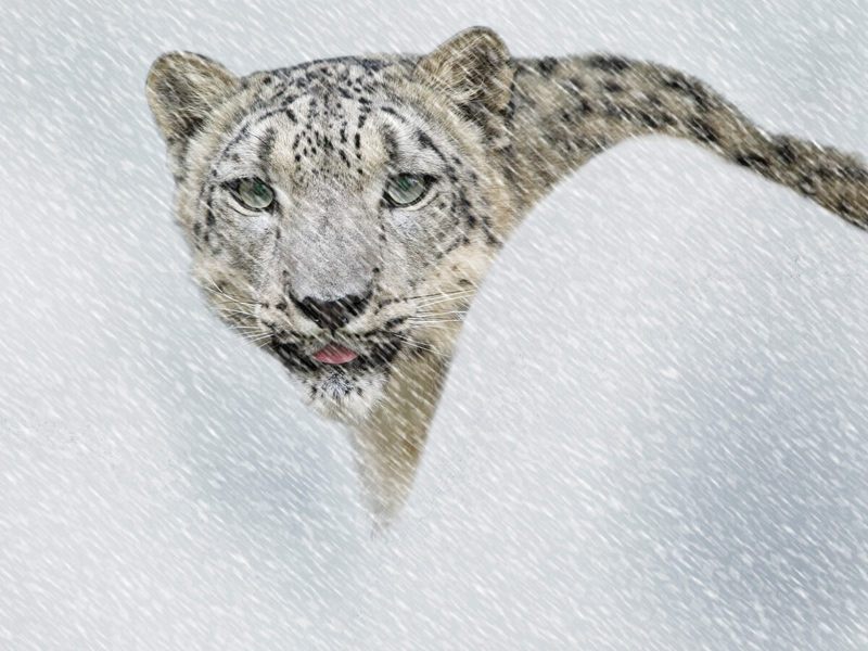 Snow Leopard in Storm.jpg