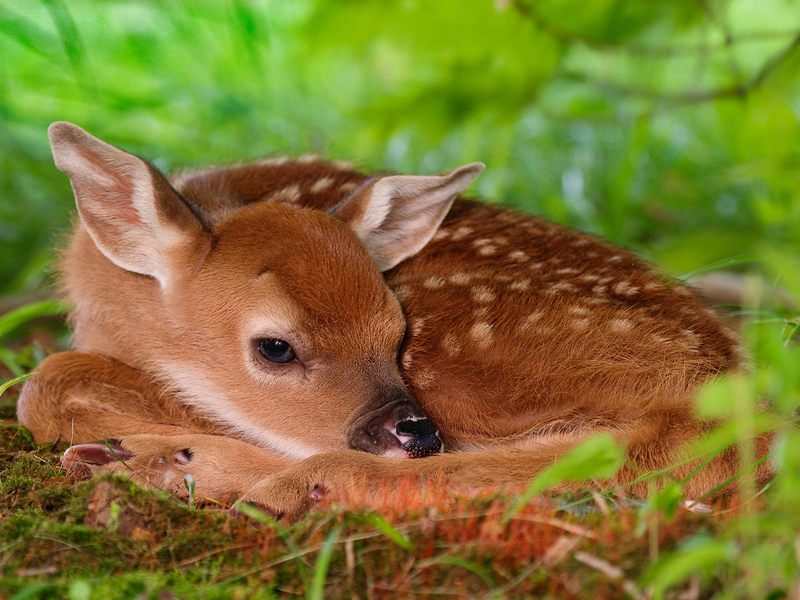 Two-Day-Old Baby White-Tailed Fawn.jpg