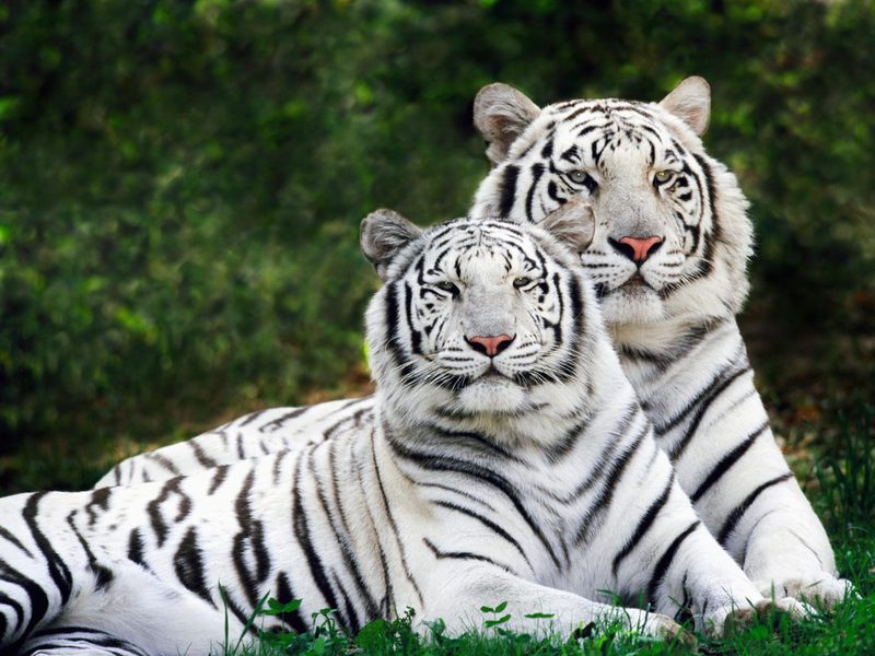 White Phase Bengal Tigers.jpg