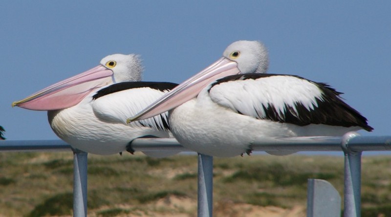 perching pelicans 2.jpg