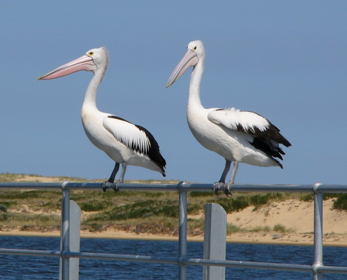 poised pelicans.jpg