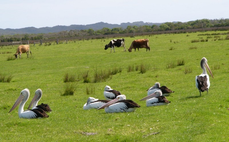 pelican pastures.jpg