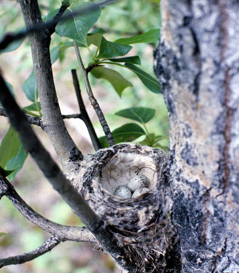Yellow warbler nest with eggs.jpg