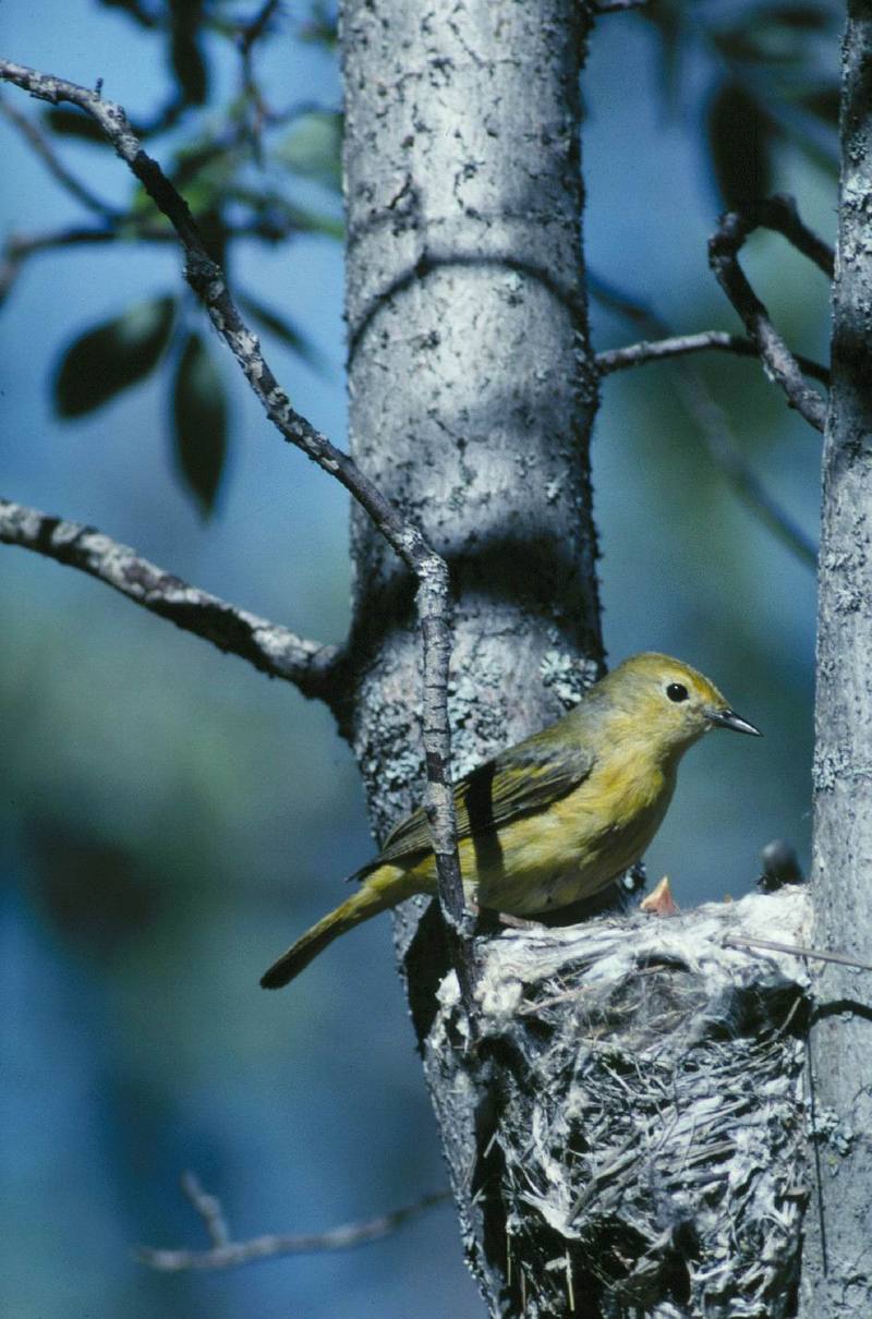 Yellow warbler attends to the nest.jpg
