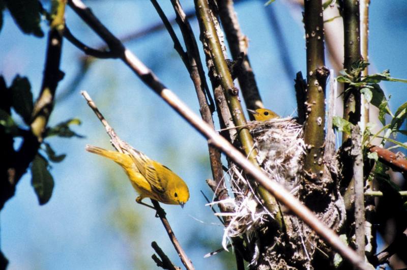 Warbler and Nest.jpg
