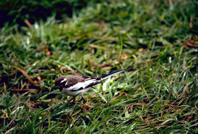 African Pied Wagtail.jpg