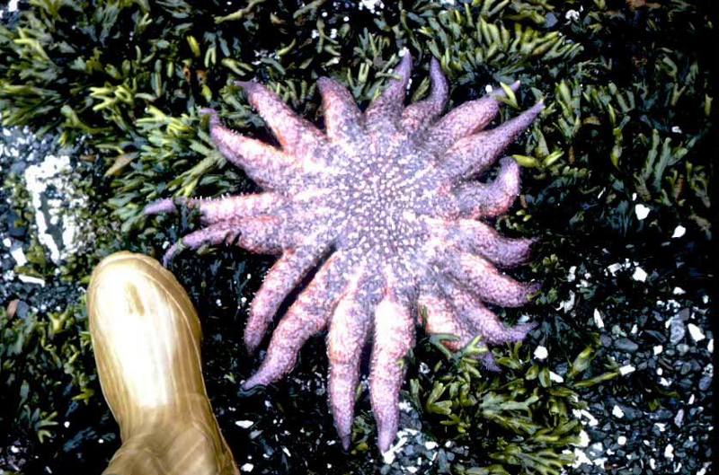 Sunflower sea star.jpg