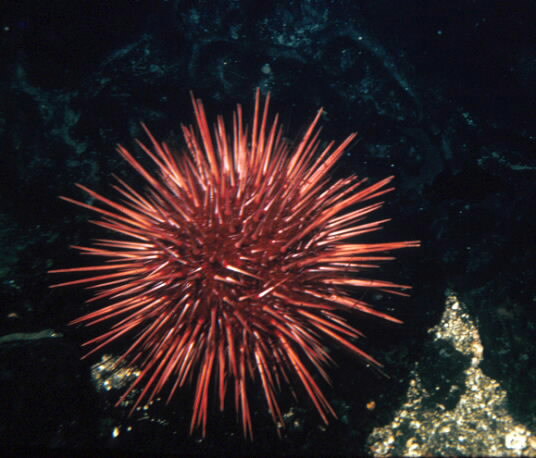 Red Sea Urchin.jpg