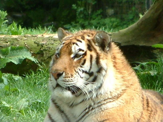 tiger 2.JPG