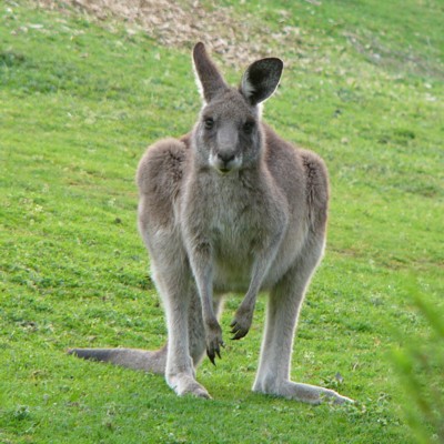 grey kangaroo.jpg