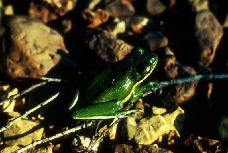 Green Tree Frog.jpg