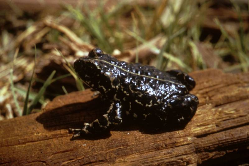 Black Toad.jpg