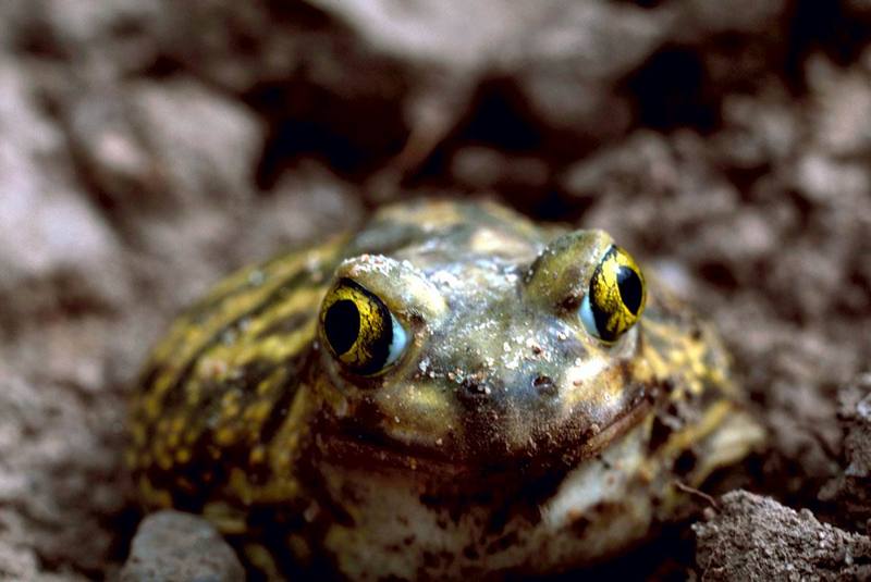 Couch\'s Spadefoot Toad.jpg