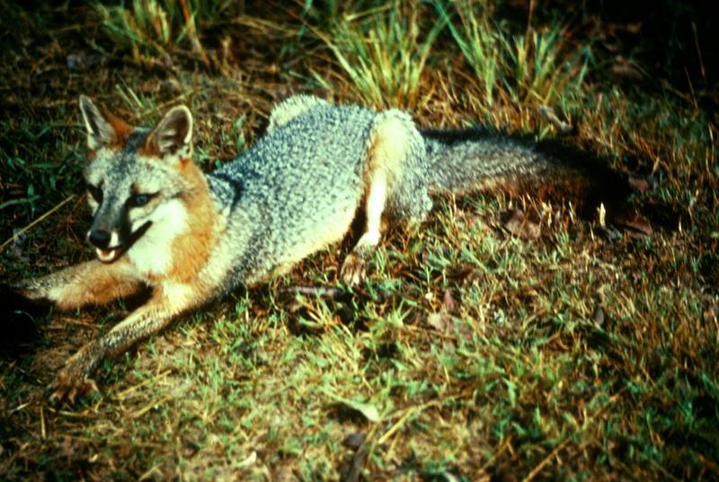 Gray Fox.jpg