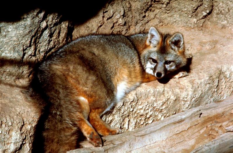 Gray Fox, New Mexico.jpg
