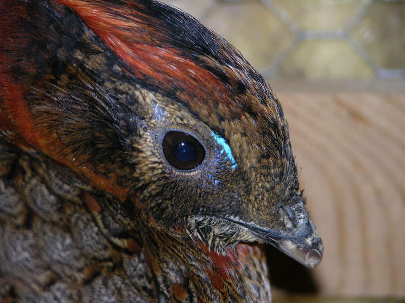 Tragopan de Temminck m??le XVII.JPG