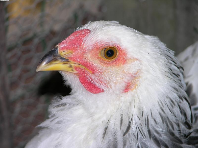 Brahma Light (coq).JPG