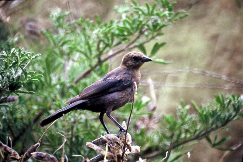 Brown-headed Cowbird (Female).jpg