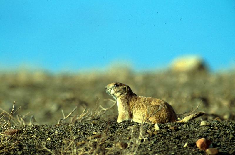 Black- tailed prairie dog.jpg