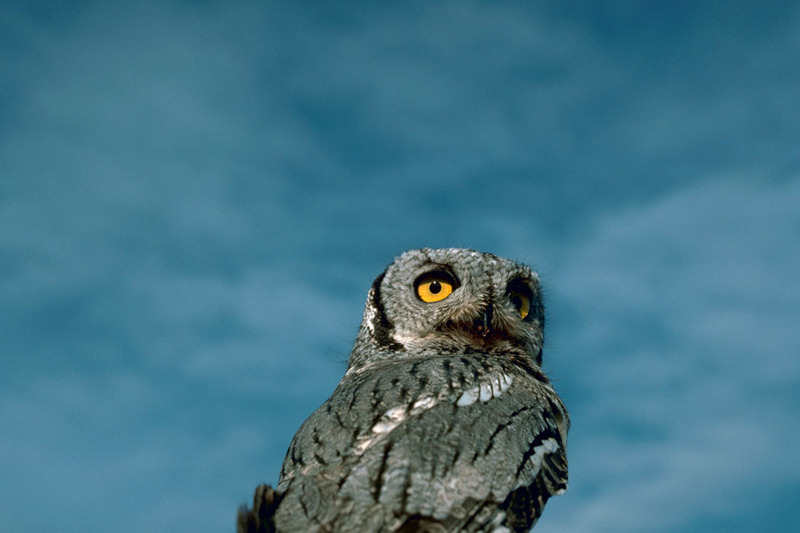 Western screech owl.jpg