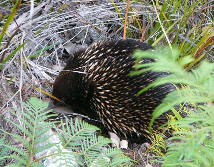 echidna a.jpg