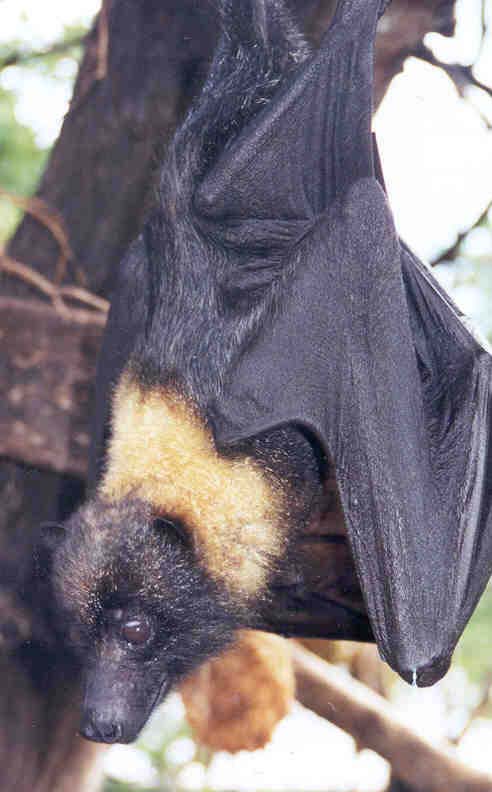 WOE 92  Mariana Fruit Bat.jpg