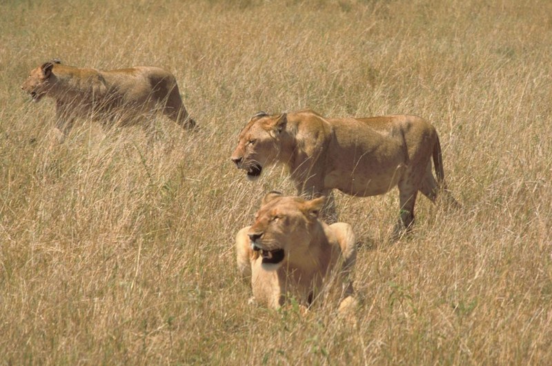 African Lions.jpg
