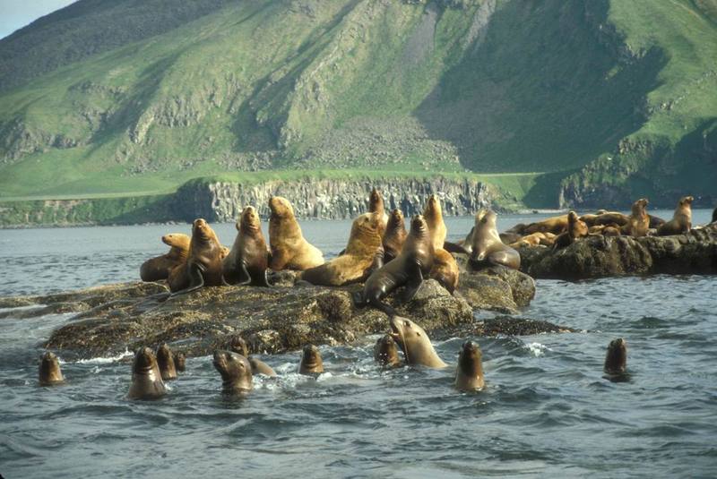 Amak Island, Steller\'s Sea Lion haul out.jpg