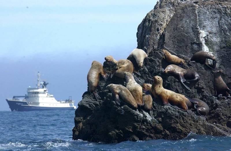 M-V Tiglax and Steller Sea lions in the Aleutian Islands.jpg
