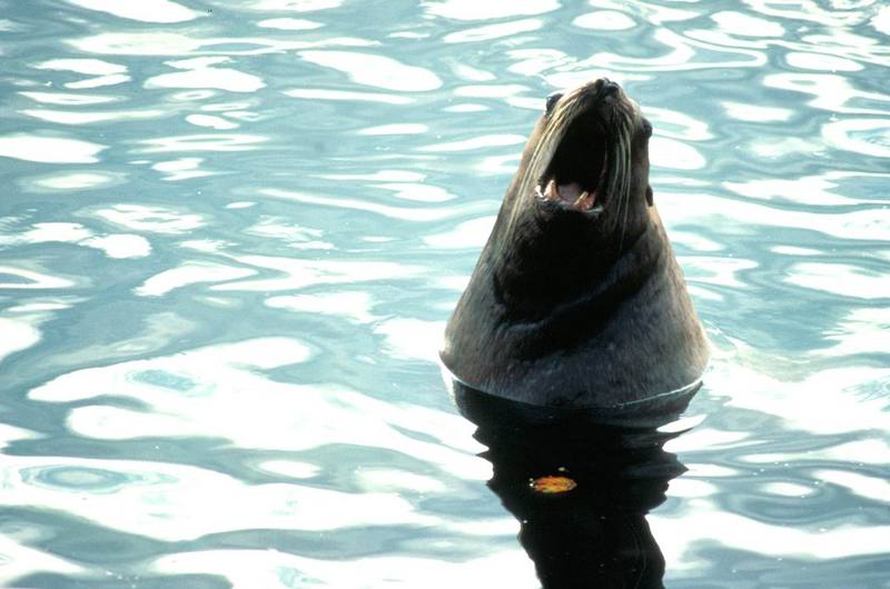 Sea Lion.jpg