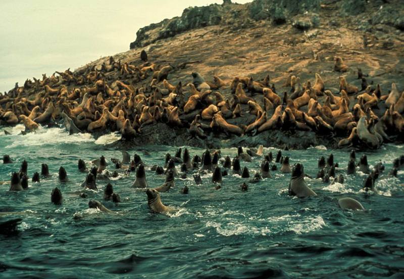 Sea Lion Group at Haulout.jpg
