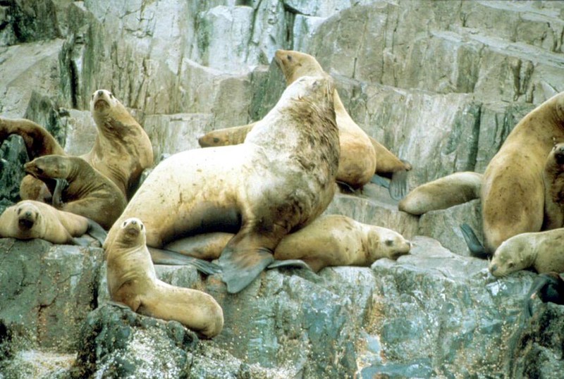 Sea Lions at Haulout.jpg