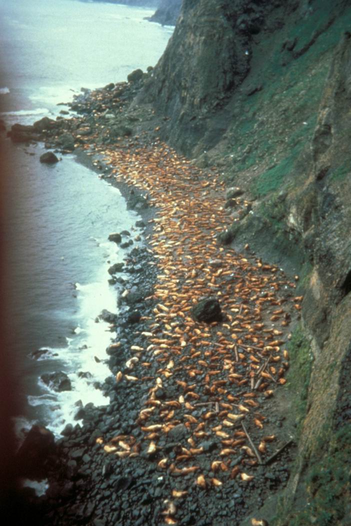Ugamak Island, Steller Sea Lion rookery, 1967.jpg